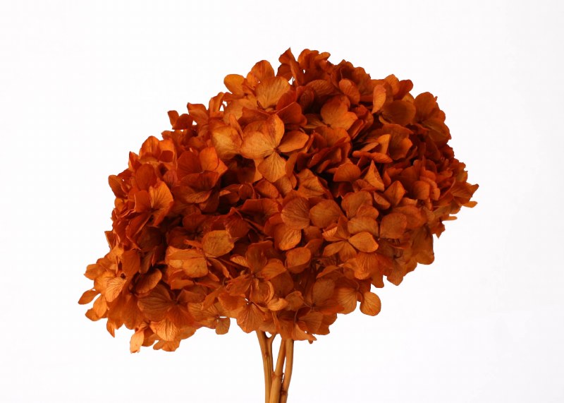 Picture of Preserved Hydrangea Autumn 15cm